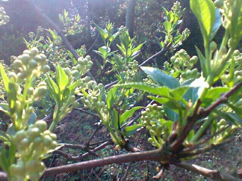 省沽油，又名珍珠花，当年苗。