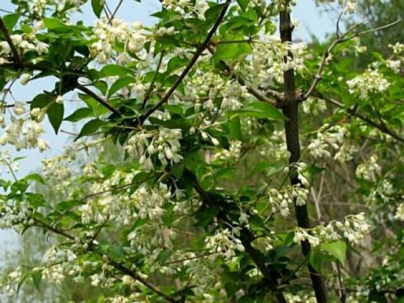 省沽油，又名珍珠花，当年苗。