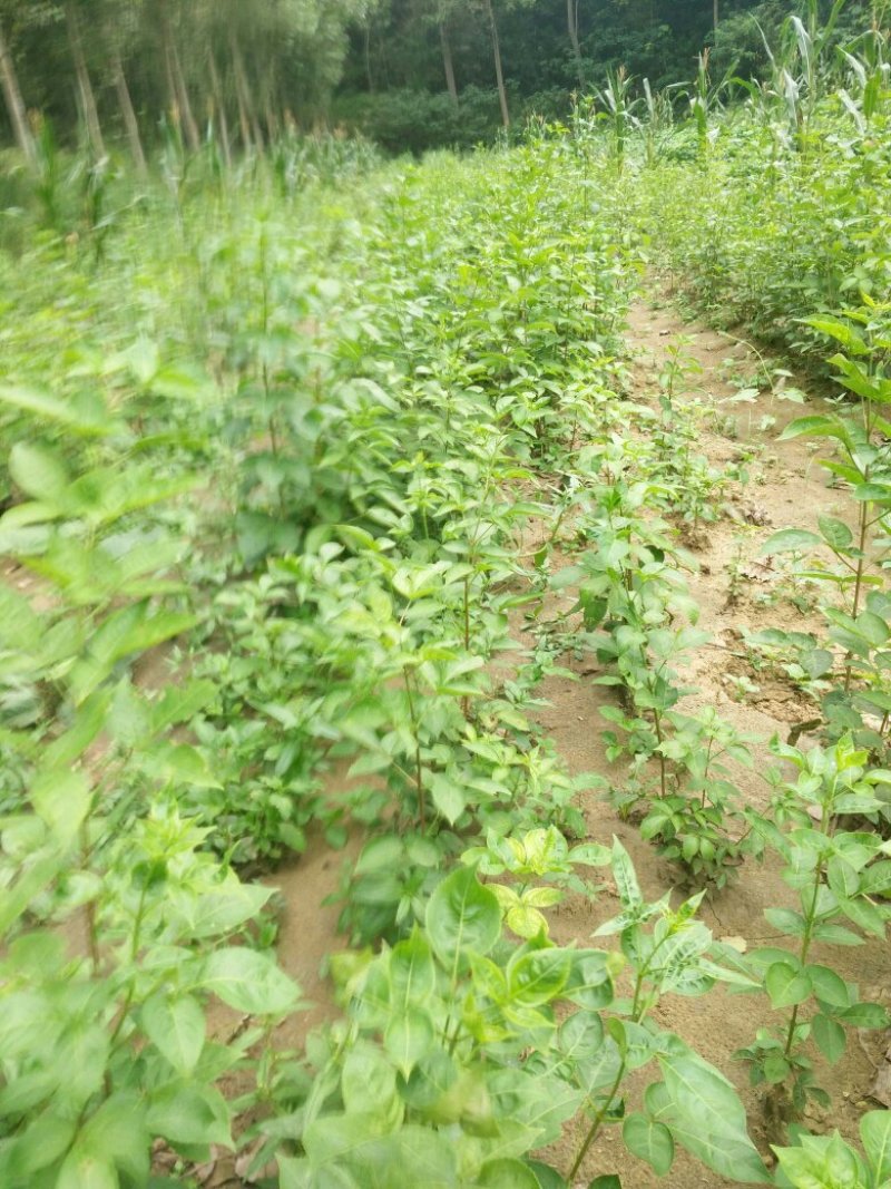 省沽油，又名珍珠花，当年苗。