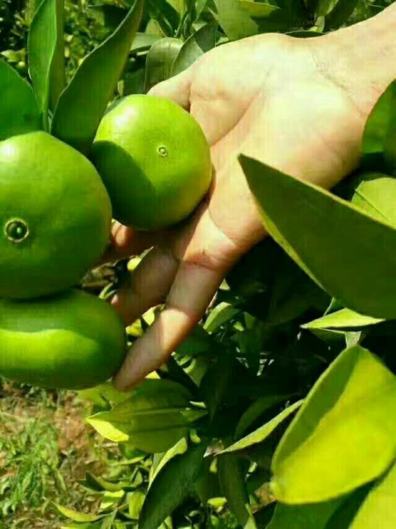 蜜橘！特早蜜桔果大皮薄口感好，支持发货，
