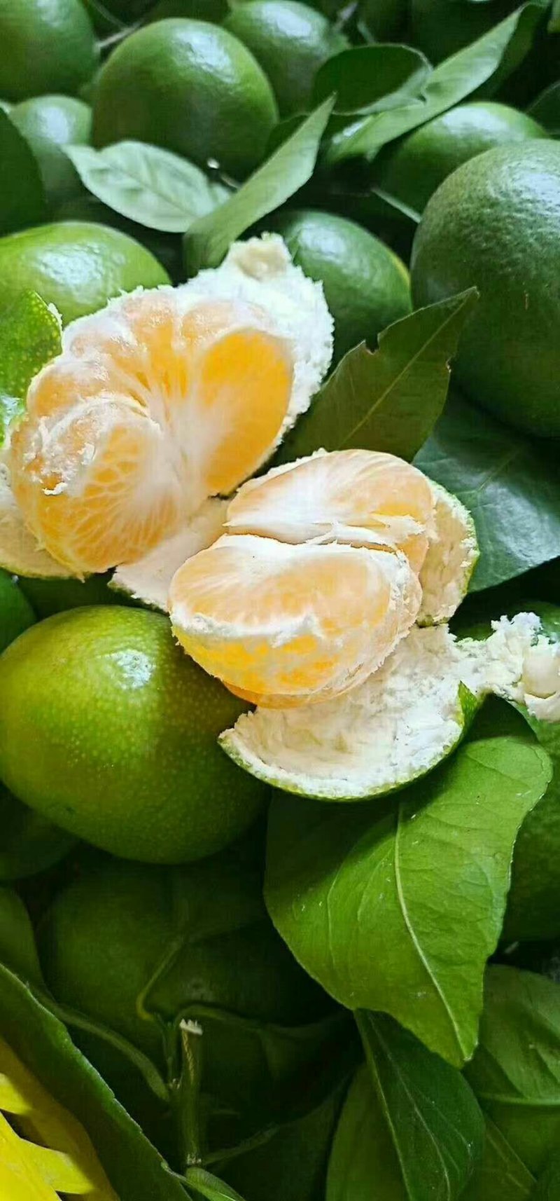 蜜橘！特早蜜桔果大皮薄口感好，支持发货，