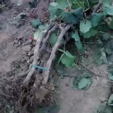 葡萄树，选择我，错不了