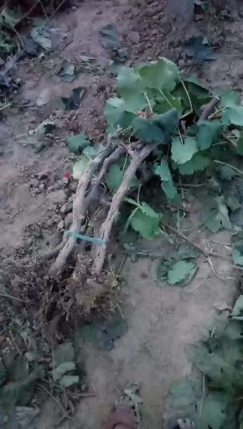 葡萄树，选择我，错不了