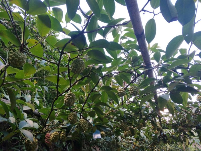 优质黑老虎果、果苗