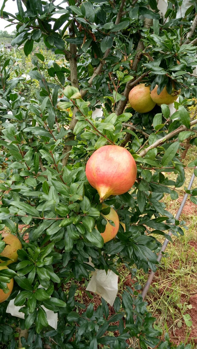 突尼斯软籽石榴