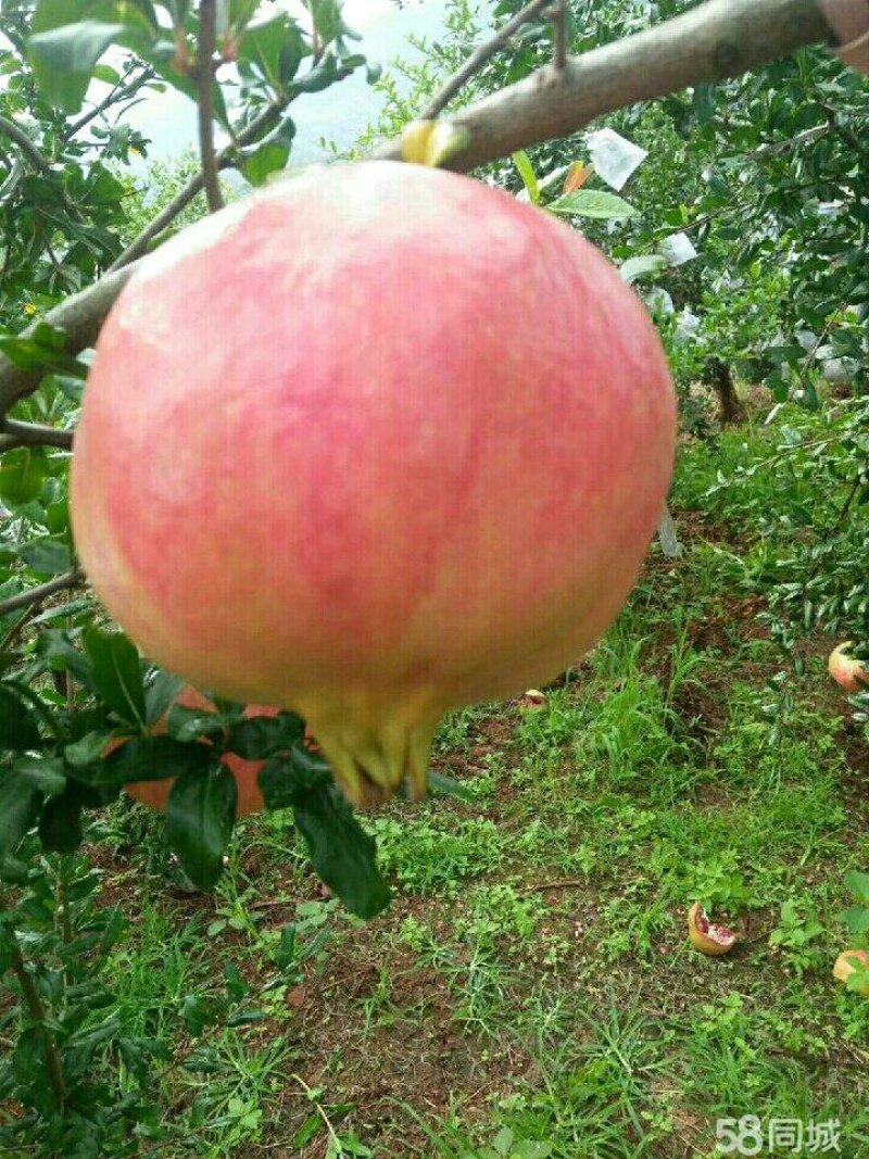 突尼斯软籽石榴