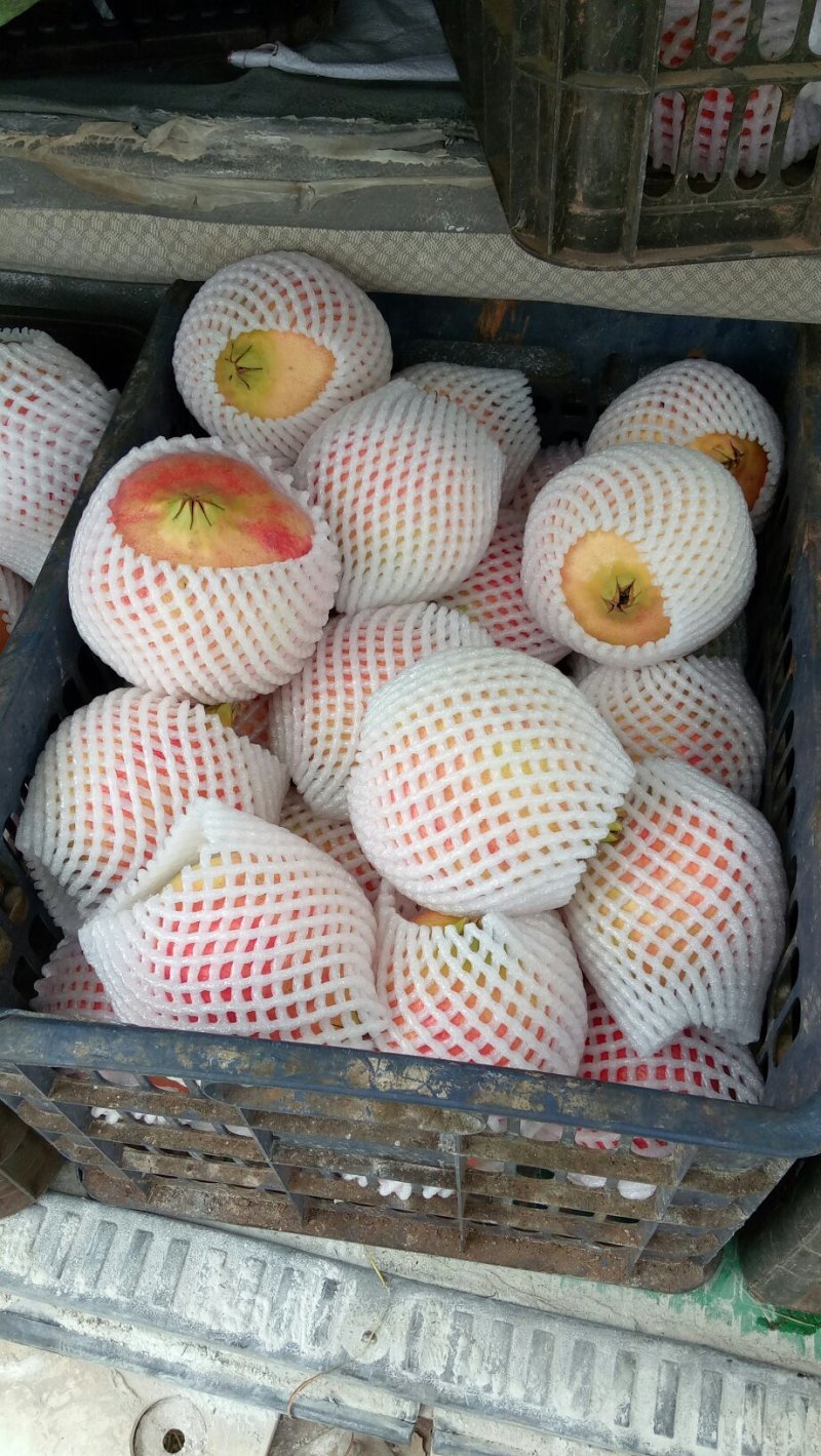 突尼斯软籽石榴
