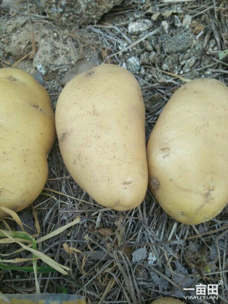 荷兰十五土豆