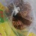 红薯粉条