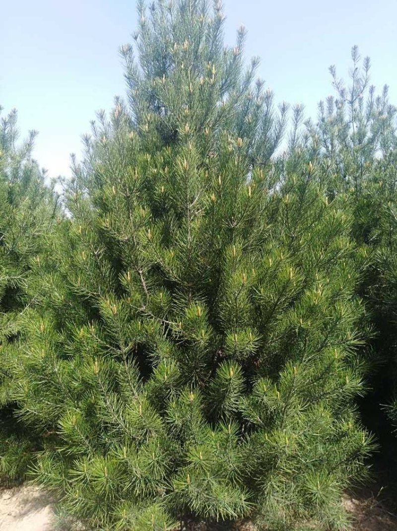白皮松，1米白皮松，2米白皮松，3米白皮松，4米白皮松。