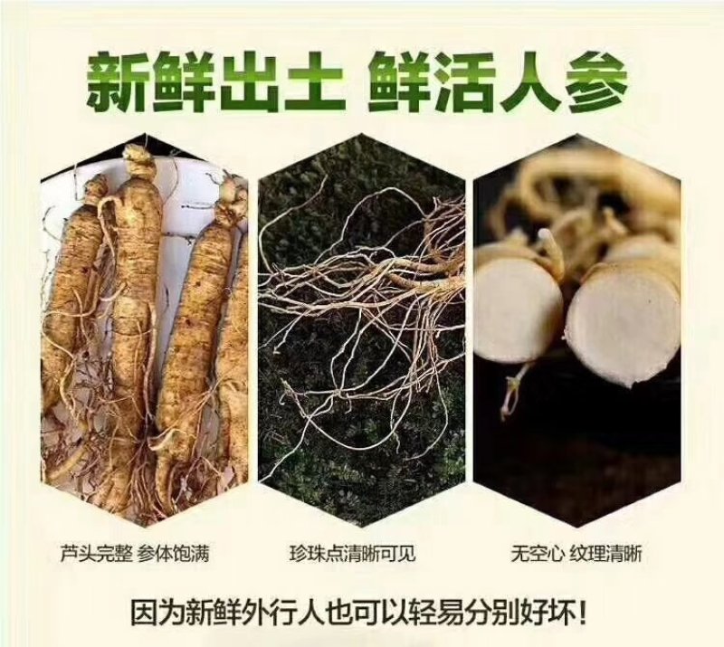 2018年新货，长白山带土新鲜人参
