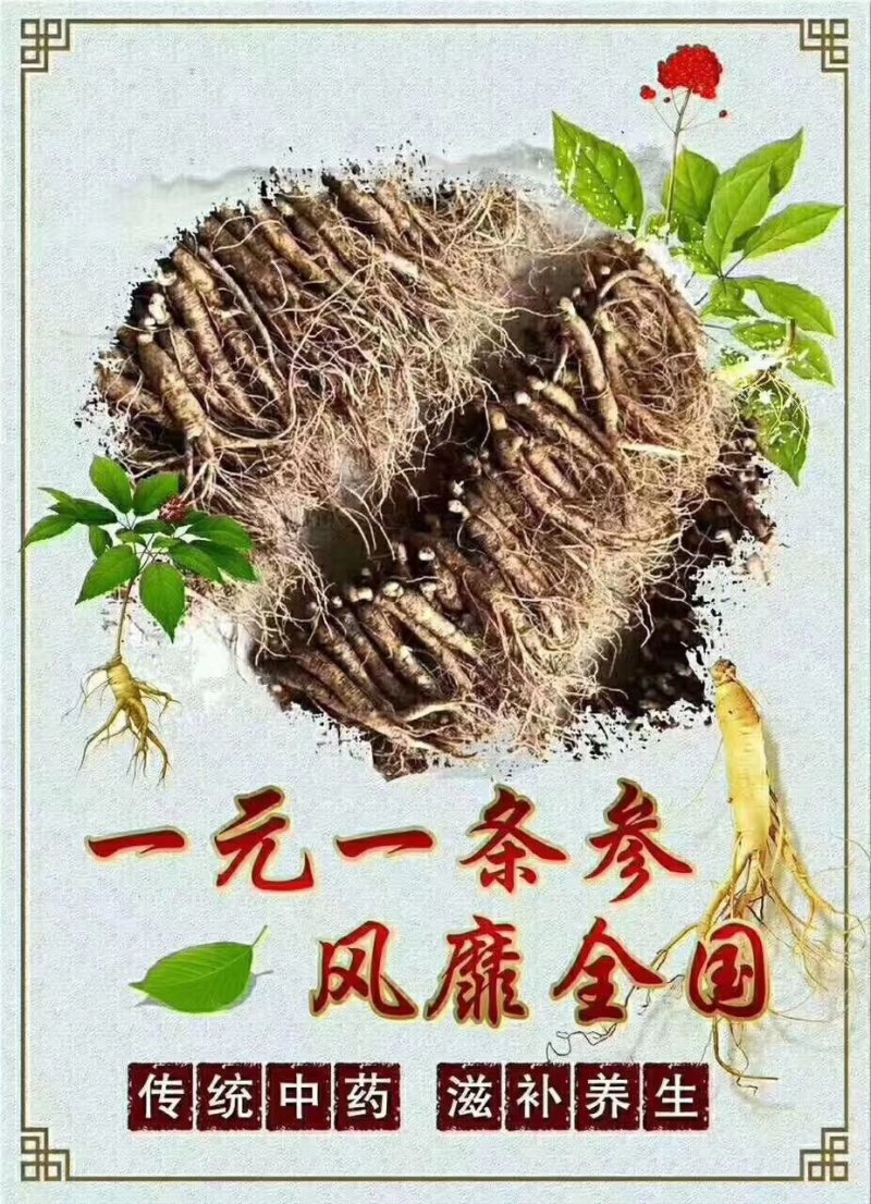 2018年新货，长白山带土新鲜人参