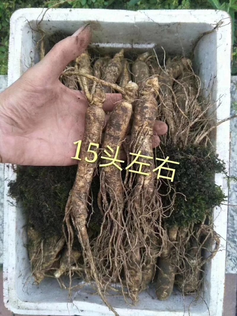 2018年新货，长白山带土新鲜人参