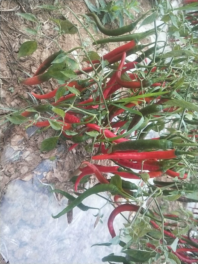 线椒