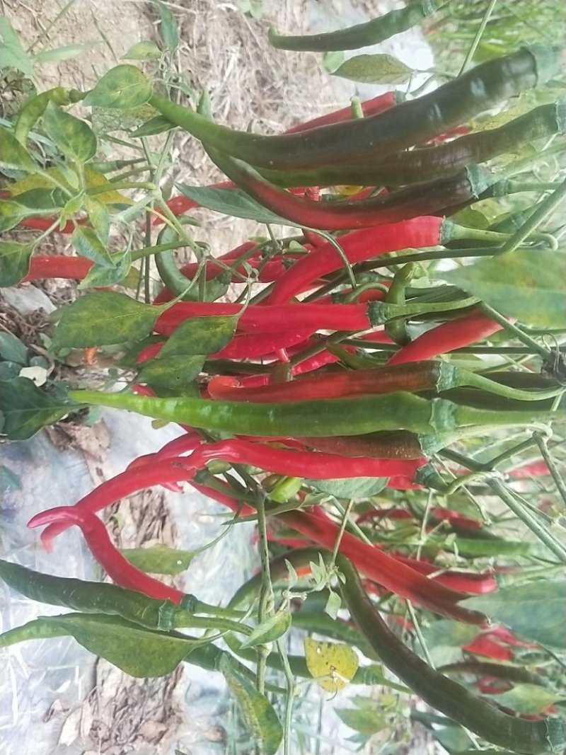线椒