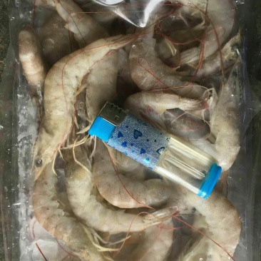 水产海必鲜南美白对虾