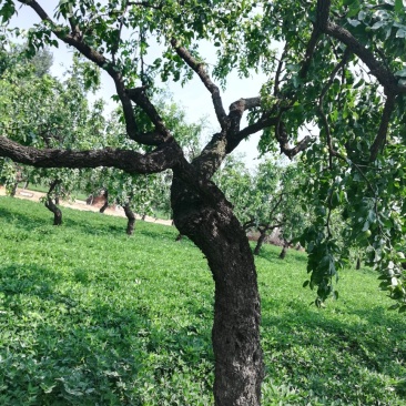 枣树，各种规格，各种树形，各种品种