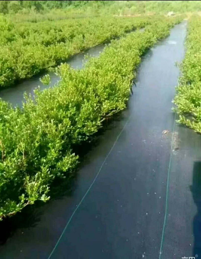 除草布