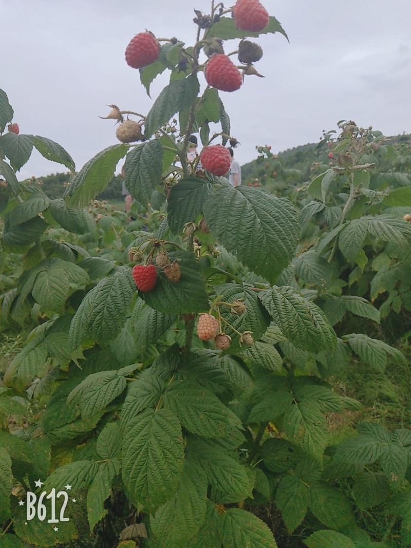 双季树莓苗当年结果苗基地直供保证成活率