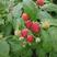 双季树莓苗当年结果苗基地直供保证成活率