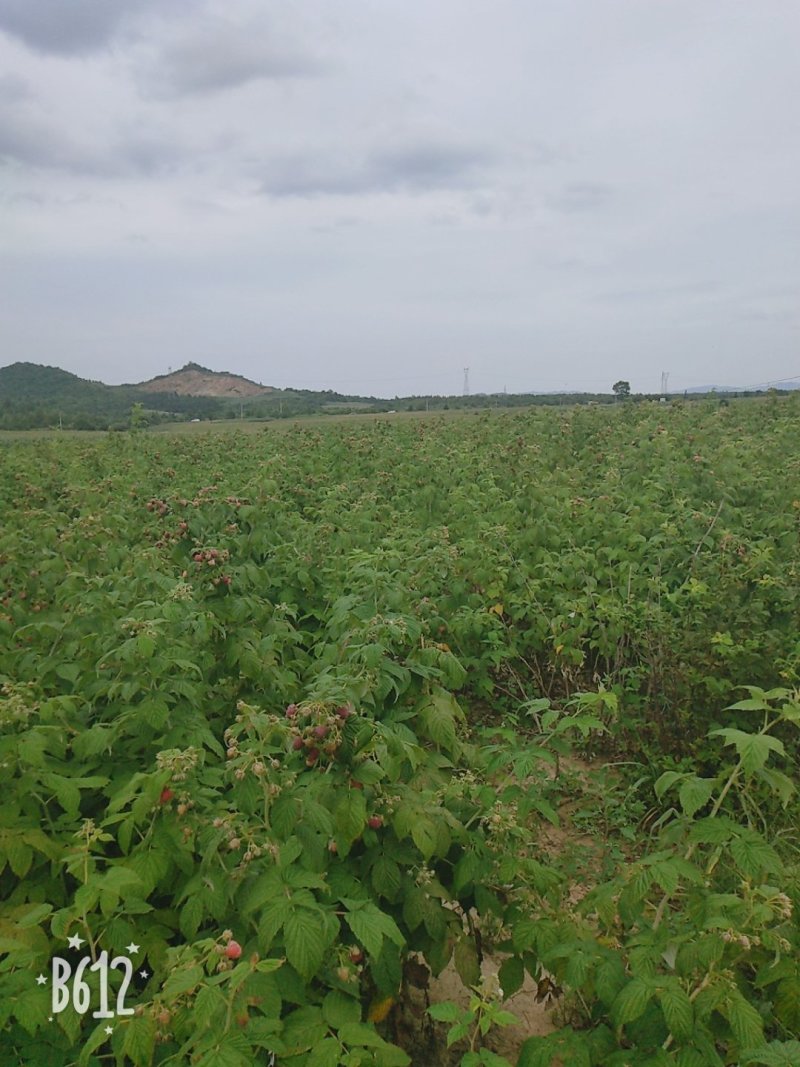 双季树莓苗当年结果苗基地直供保证成活率