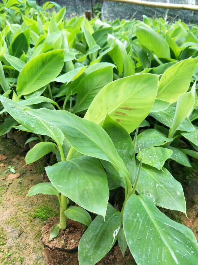 香蕉苗，威廉斯香蕉，中蕉九号香蕉苗，当年结果