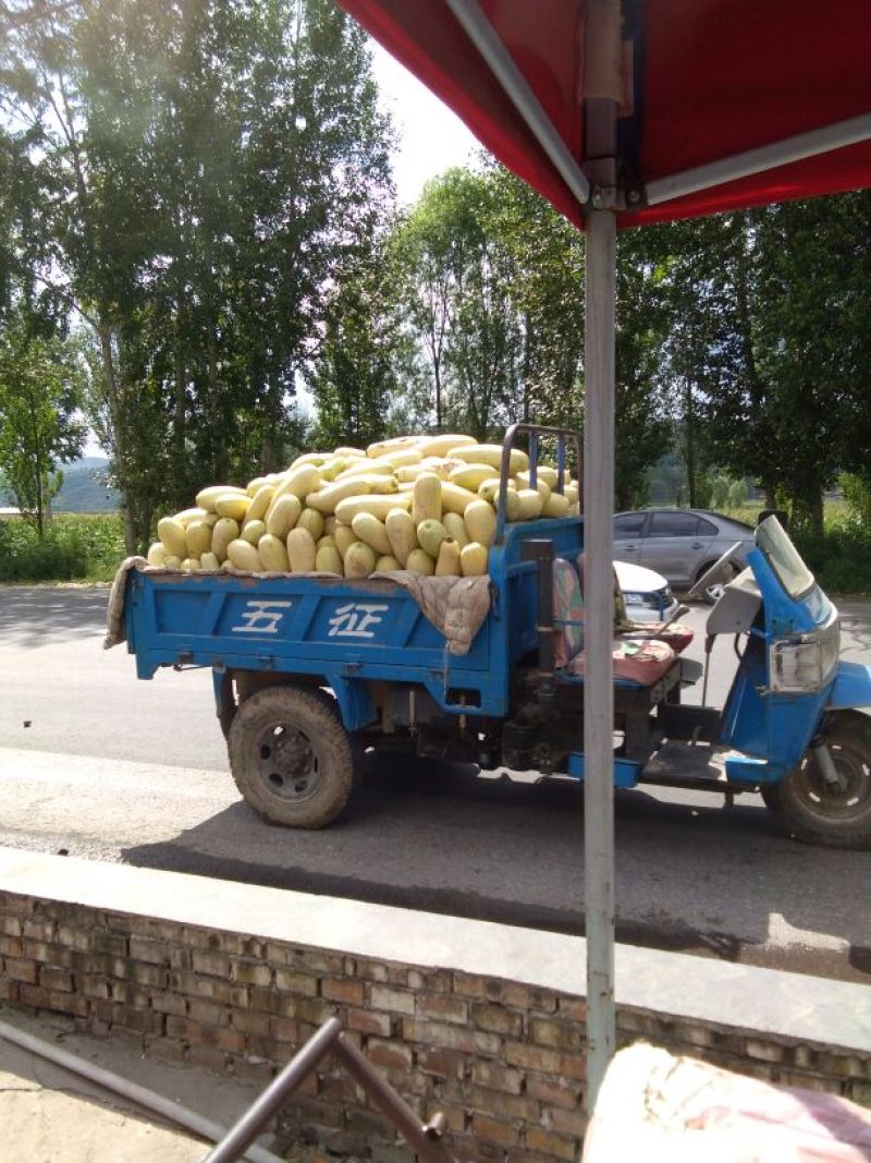 特大西葫芦，