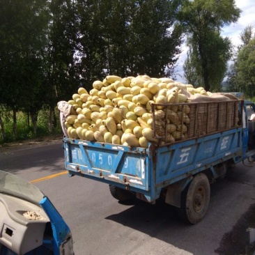 特大西葫芦，