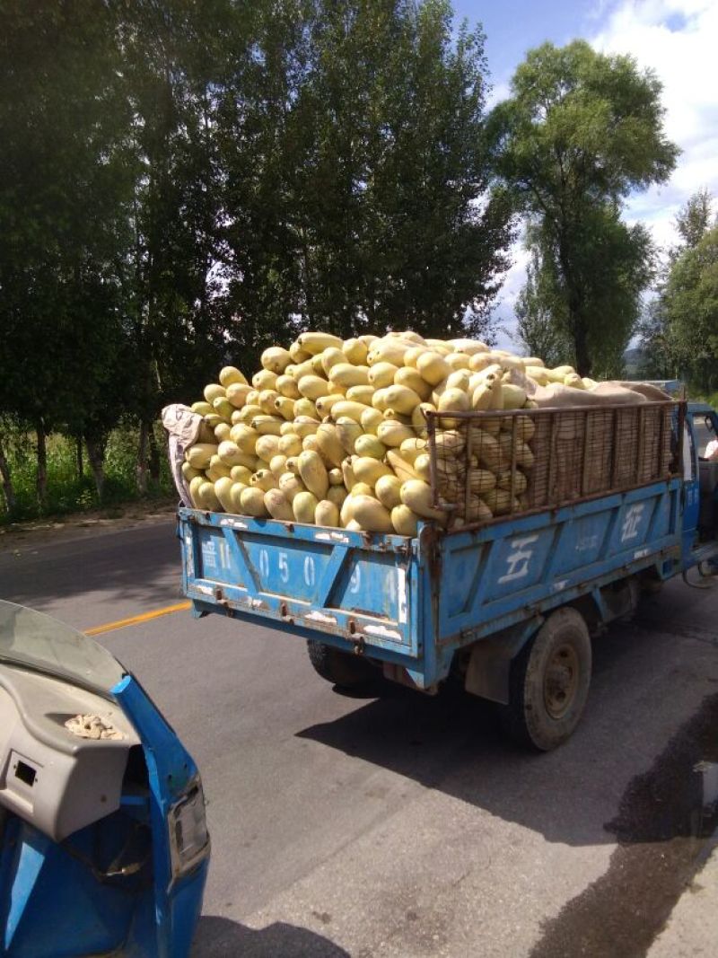 特大西葫芦，