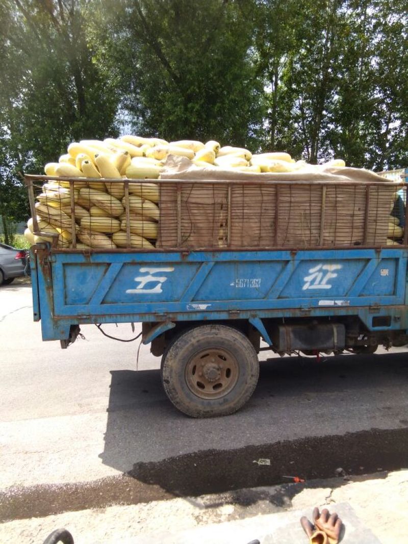 特大西葫芦，