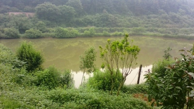 大量土地流转，政府行为支持