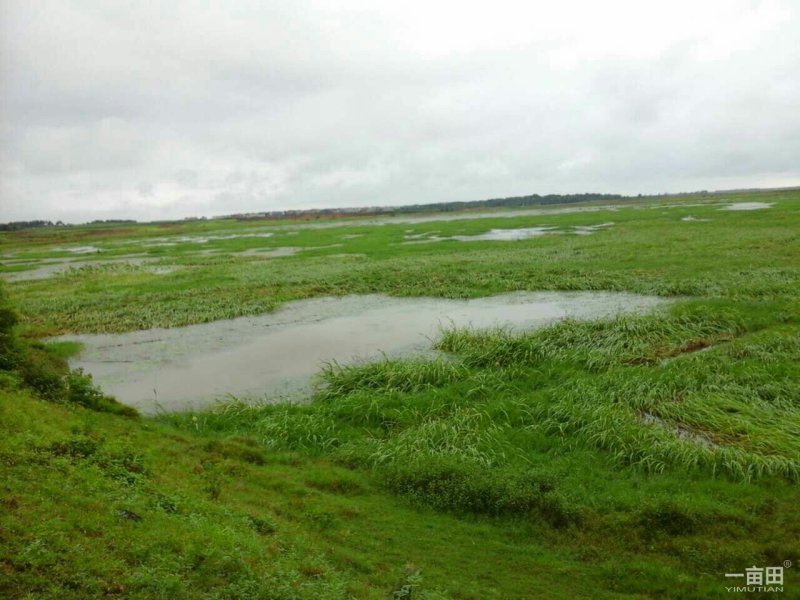 大量土地流转，政府行为支持