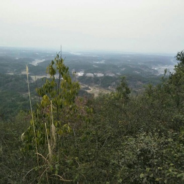大量土地流转，政府行为支持