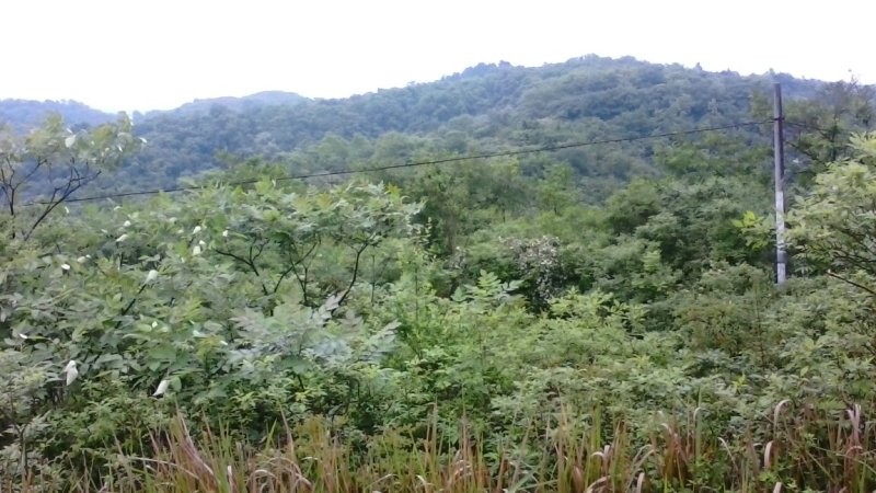 大量土地流转，政府行为支持