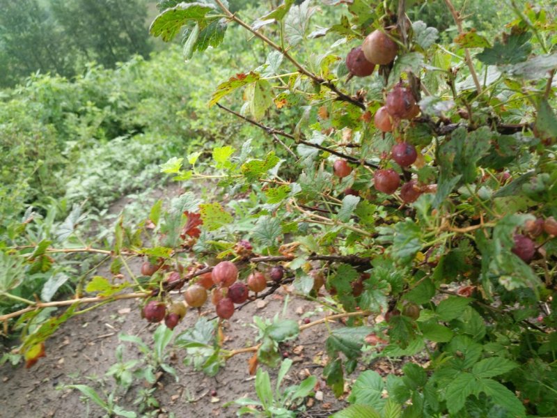 南北灯笼果苗红绿醋栗苗南北种植大地庭院盆栽抗寒不用埋当年