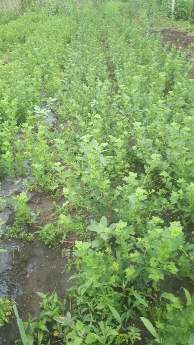南北灯笼果苗红绿醋栗苗南北种植大地庭院盆栽抗寒不用埋当年