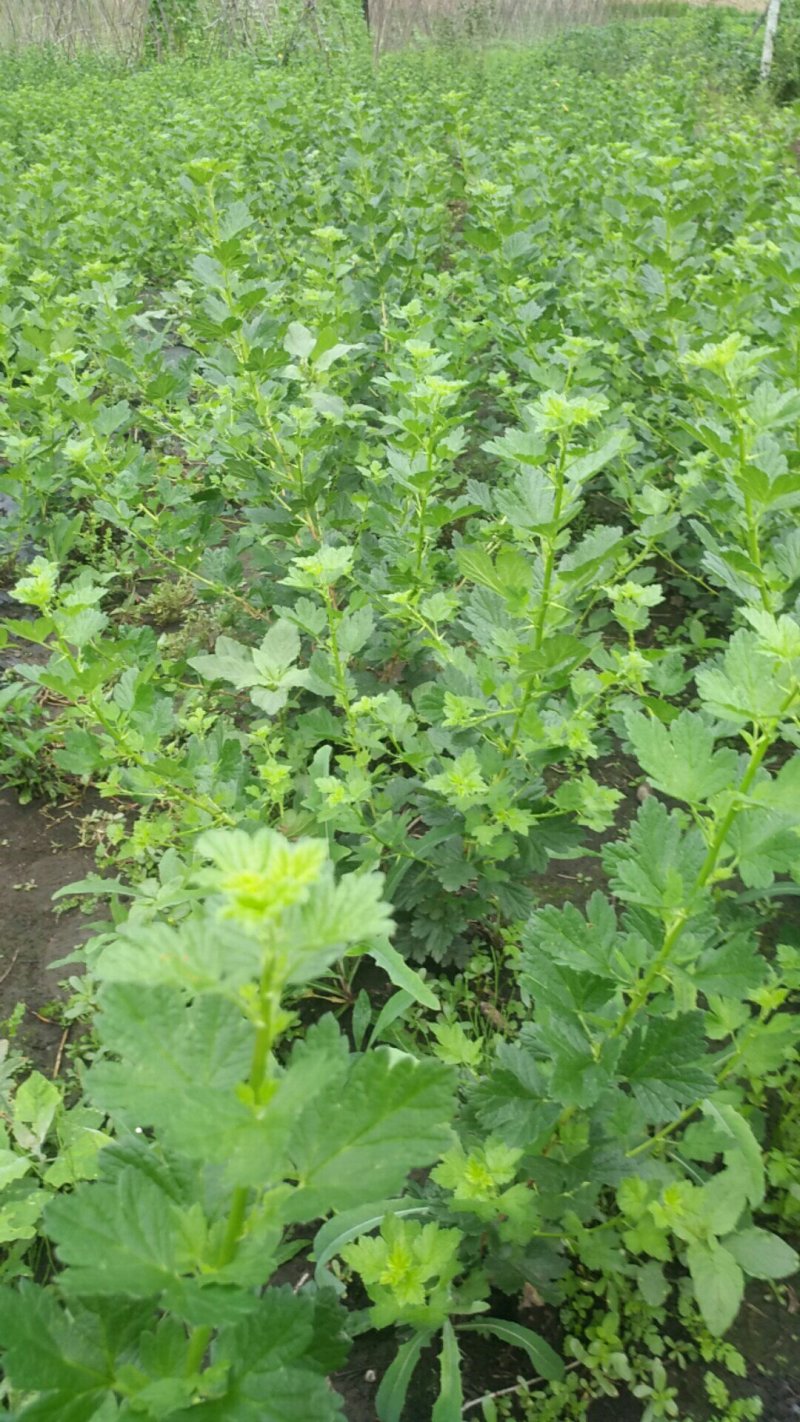 南北灯笼果苗红绿醋栗苗南北种植大地庭院盆栽抗寒不用埋当年