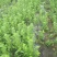 南北灯笼果苗红绿醋栗苗南北种植大地庭院盆栽抗寒不用埋当年