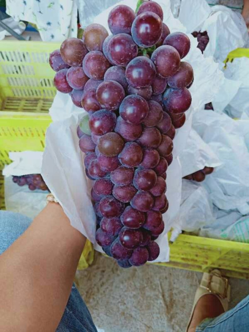 户太八号葡萄