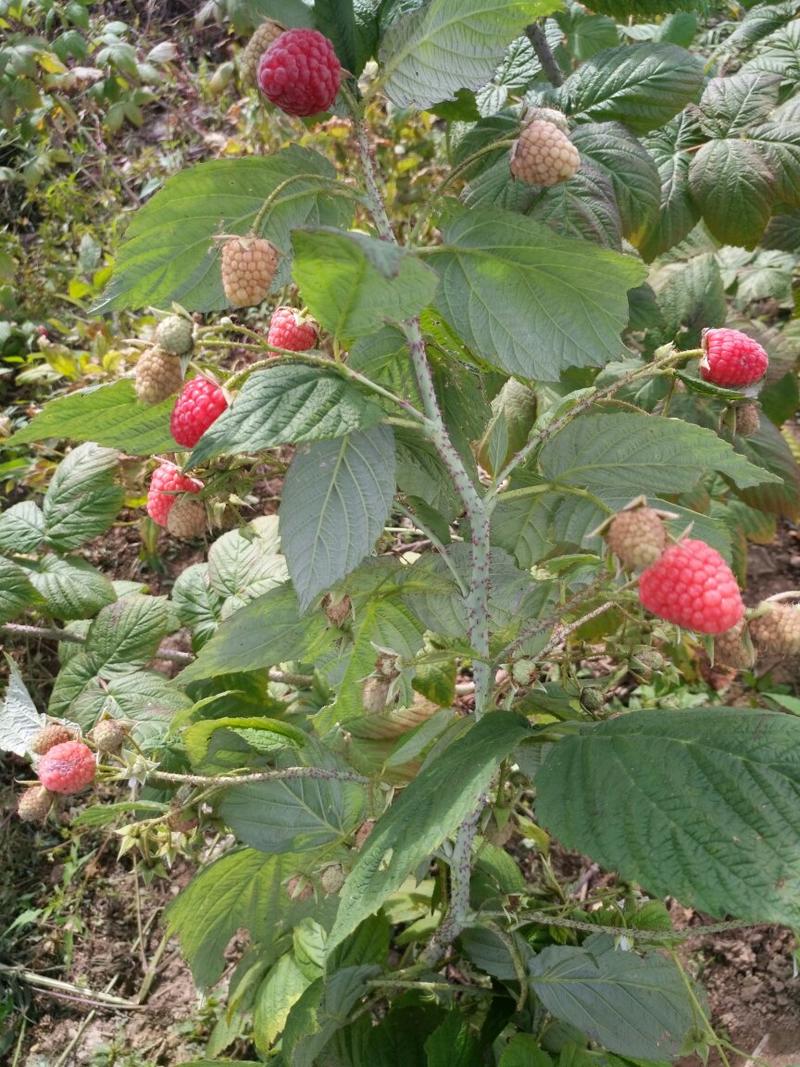 南北红树莓苗覆盆子苗双季四季树莓苗大果红树莓苗秋平苗