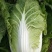 大白菜