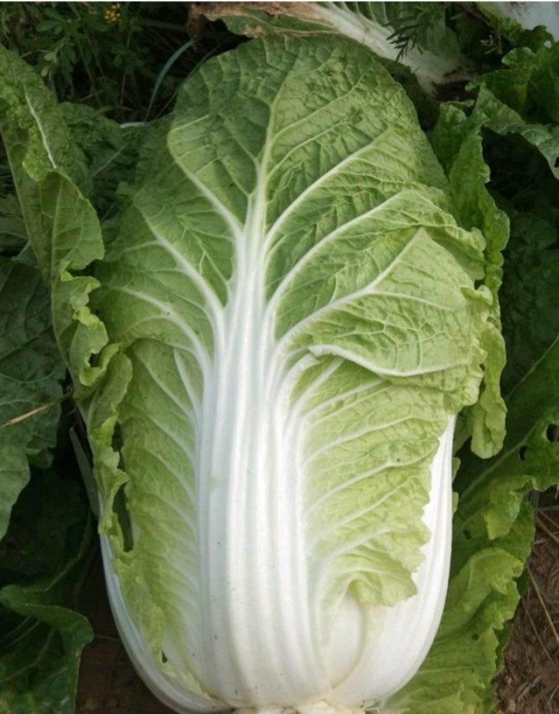 大白菜