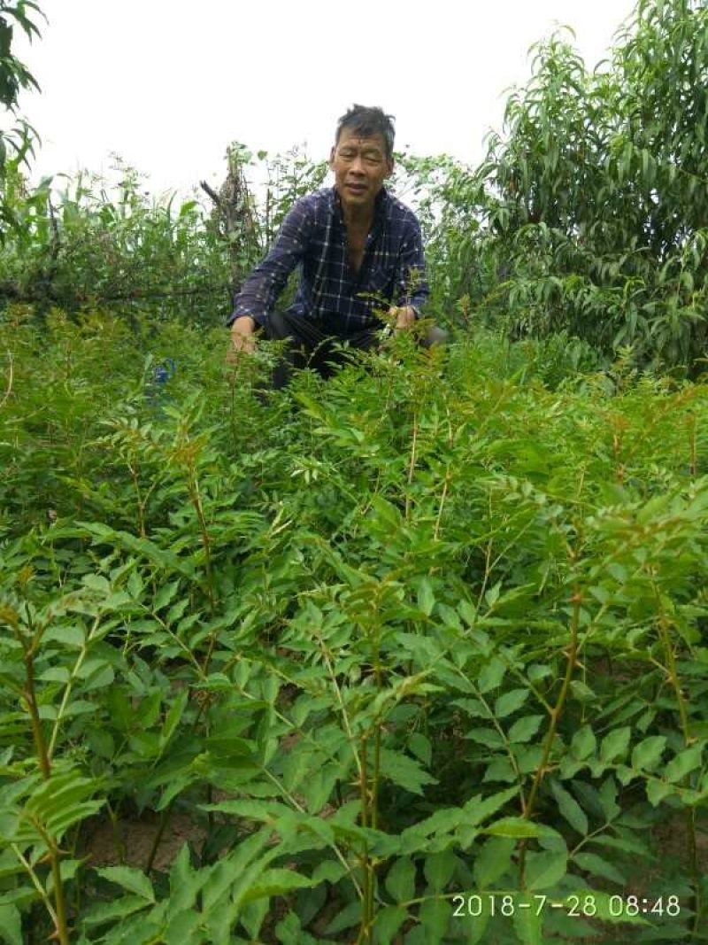 陕西韩城大红袍黄盖狮子头花椒苗0.4公分到0.8公分粗
