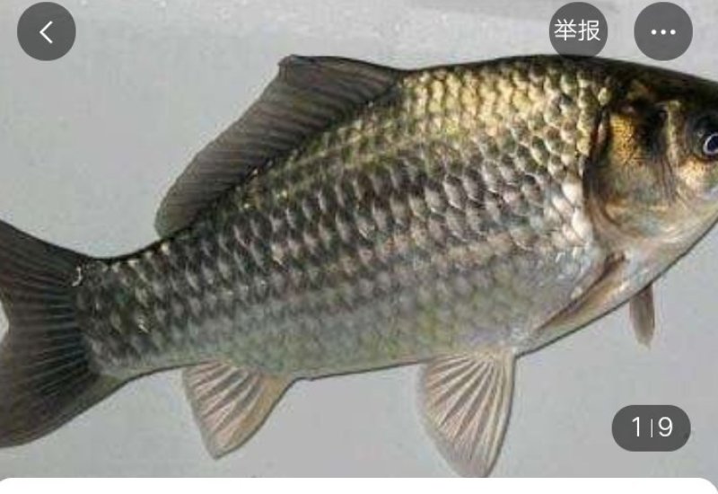 彭泽鲫