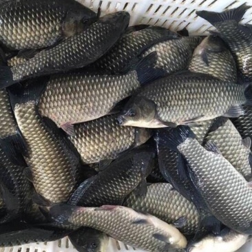 彭泽鲫