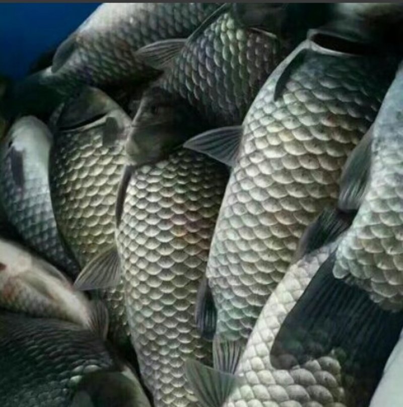 彭泽鲫