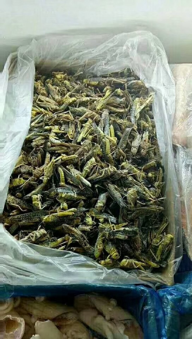 蝗虫