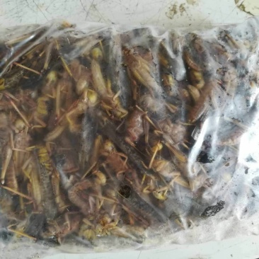 蝗虫
