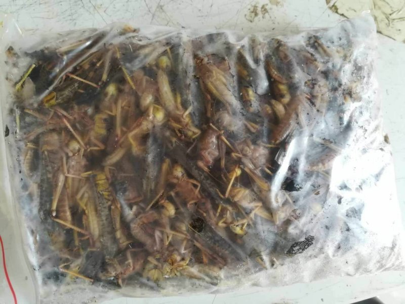 蝗虫