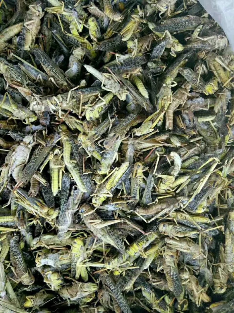 蝗虫